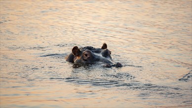 Hippopotamus (Hippopatamus amphibius) in the water at sunset, adult, animal portrait, Sabie River,