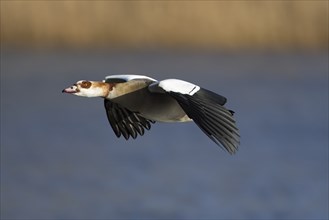 Egyptian goose (Alopochen aegyptiaca) adult bird flying over a lake, Suffolk, England, United