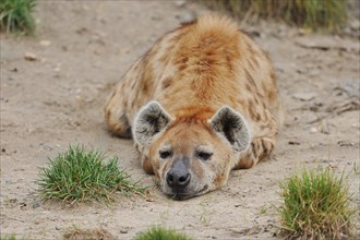 Spotted hyena or spotted hyena (Crocuta crocuta), captive, occurring in Africa