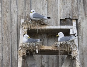 Black-legged kittiwake (Rissa tridactyla), breeding birds on nests, built on fishing harbour