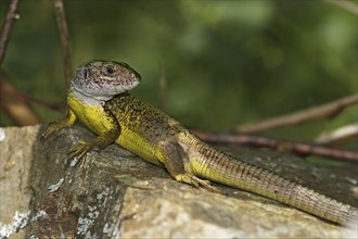 Green lizard, Lacerta viridis, European green lizard