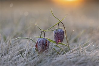 Snake's head fritillary (Fritillaria meleagris) covered with hoarfrost at sunrise, Austria, Styria,