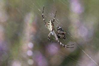 Wasp spider (Argiope bruennichi), Emsland, Lower Saxony, Germany, Europe