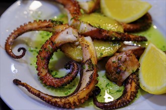 Octopus, tapas in a bar, food, Barcelona, Catalonia, Spain, Europe