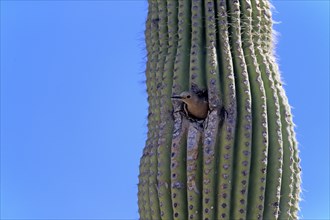 Gila woodpecker (Melanerpes uropygialis), adult, female, looking out of breeding cavity, Saguaro