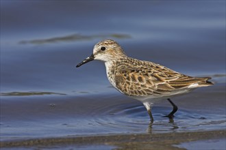 Little stint (Calidris minuta), Bécasseau minute, Correlimos Menudo, Kalloni Salt Pans, Lesvos,