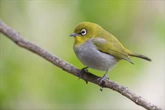 Cape white-eye (Zosterops virens), Garden Route National Park, Wilderness Section, Wilderness,