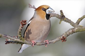 A hawfinch (Coccothraustes coccothraustes), Battenberg, Tiszaalp-r, Kiskuns-gi National Park,