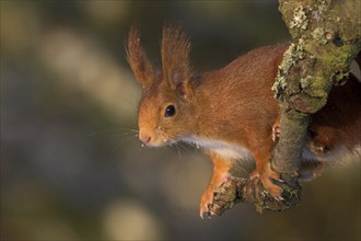 Eurasian red squirrel (Sciurus vulgaris), climbing a tree, Bad Dürkheim district,