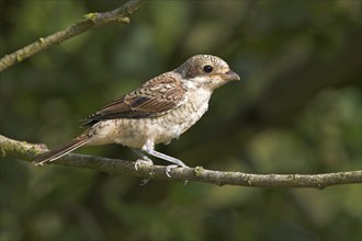 Red-backed shrike, red-backed shrike, thorn-backed shrike, family of shrikes, (Lanius collurio),