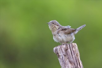 Wryneck on perch, (Jynx torquilla), Ormoz area, Ormoz, Podravska, Slovenia, Europe