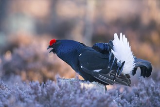 Black grouse, Lyrurus tetrix, Tetrao tetrix, Bavaria, Bavaria, Federal Republic of Germany