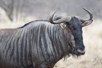 Blue wildebeest (Connochaetes taurinus), adult gnu walking, animal portrait, head close-up, Kruger