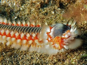 Close-up of a fire bristle worm (Hermodice carunculata) on the seabed. Colourful bristles and the