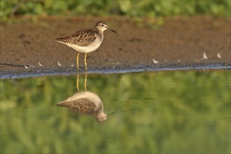 Wood sandpiper (Tringa glareola), Chevalier sylvain, AndarrÃ­os Bastardo, Raysut, Salalah, Sohar,