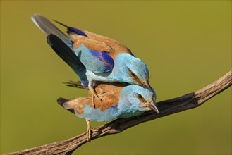 European roller (Coracias garrulus), on perch, Tower Hide, Tiszaalpar, Kiskunsagi National Park,