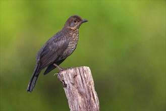 Blackbird (Turdus merula), one, individual, biotope, habitat, perch, garden, Neuhofen,