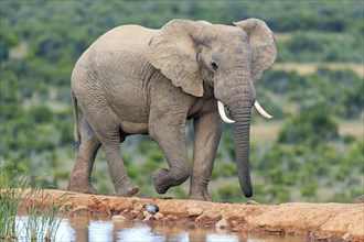 African elephant, (Loxodonta african), Addo Elephant National Park, Addo Camp, Western Cape, South