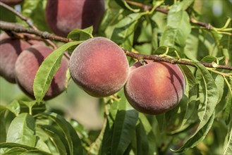 Peach (Prunus persica 'Spring Lady'), Baum- und Rebschule Schreiber KG, Poysdorf, Lower Austria,