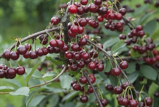 Sour cherries (Prunus cerasus 'Schattenmorelle Boscha'), Bundessorteamt, Marquardt testing centre,