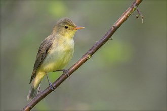 Yellow Warbler, Icterine Warbler, Hippolais icterina, Hypolaïs ictérine, Zarcero Icterino, Worms