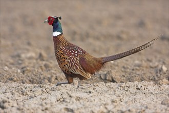 Pheasant (Phasianus colchicus), Faisan de Colchide, Faisan de chasse, Faisan Vulgar, Tiszaalpar,