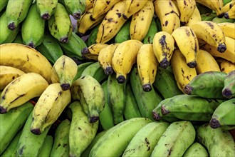 Organic bananas free of pesticides or chemicals displayed for sale, Ilhabela, Sao Paulo, Brazil,