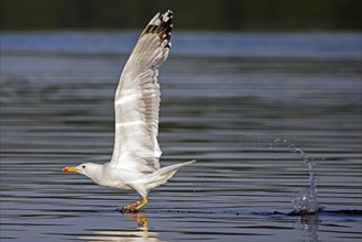 Ringed yellow-legged gull (Larus michahellis) taking off from water surface