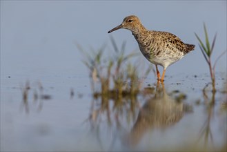 Ruff (Philomachus pugnax), female, Narew, Bialystok, Podlasie, Poland, Europe