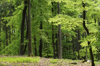 A densely packed forest with vibrant green leaves and thick undergrowth, Bavaria