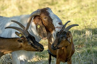 Goats (Capra), Boer goats, goats courting buck with long beard, scent, pasture with dry grass,