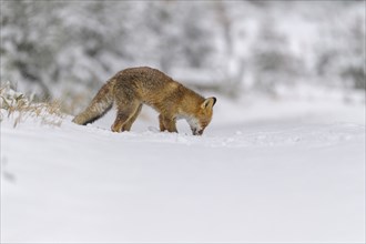 Red fox (Vulpes vulpes), digs in the snow in a wintery landscape with snow-covered ground and