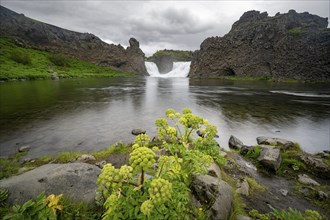 Flowers at Hjalparfoss waterfall between basalt rocks, Sudurland, Iceland, Europe