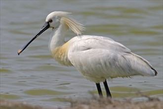 Spoonbill, (Platalea leucorodia), Floating Hide fixed, Tiszaalpar, Kiskunsagi National Park,