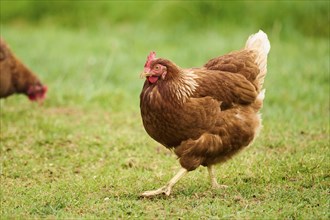 Brown chicken standing on grassy field, Chicken (Gallus domesticus), Austria, Europe