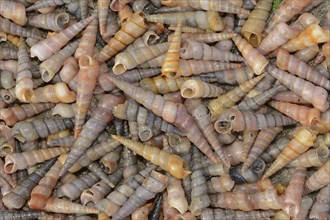 Common tower snail (Turritella communis) empty shells on the beach, Camargue, Provence, southern