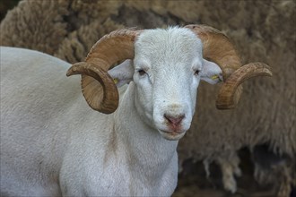 Portrait of a horned, white Moorschnucke (Ovis aries), shorn, Mecklenburg-Vorpommern, Germany,