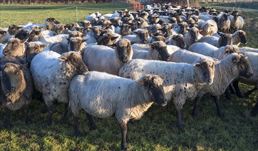 Black-headed domestic sheep (Ovis gmelini aries) penned for loading on the pasture in the early