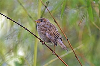 House sparrow (Passer domesticus), sparrow, sparrow