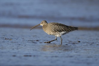 Eurasian curlew (Numenius arquata) adult bird on a mudflat, England, United Kingdom, Europe