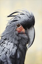 Palm cockatoo (Probosciger aterrimus), portrait, captive, occurring in Australia and New Guinea