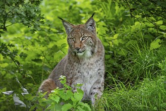 Eurasian lynx (Lynx lynx) resting in thicket of forest