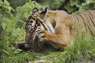 Sumatran tiger (Panthera tigris sumatrae), feeding, captive, occurring on Sumatra, Indonesia, Asia