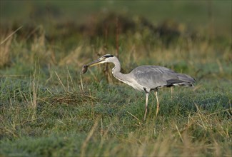 Grey heron (Ardea cinerea) hunting in a meadow with a mouse in its beak, Lower Rhine, North