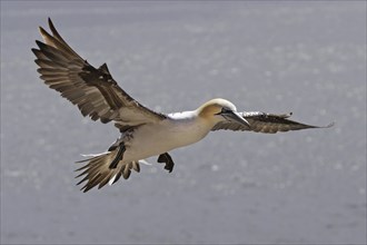 Basstoelpel, Morus bassanus, Northern gannet