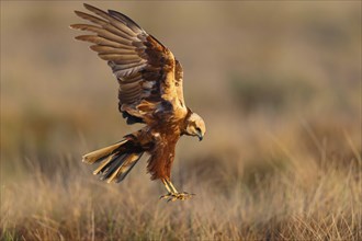 Western marsh-harrier (Circus aeruginosus), Hides de El Taray / Raptor Hide, Villafranca de los