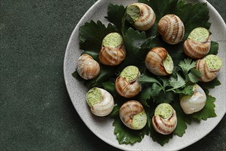 Grape snails, stuffed in burgundy, french cuisine