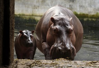 A Hippopotamus with her new born baby inside an enclosure at Assam State Zoo in Guwahati, Assam,