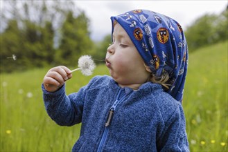 Two year old child with dandelions, Murnau, 19.05.2023