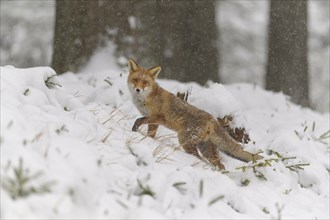 Red fox (Vulpes vulpes), standing in a snowy forest looking alert with its reddish-brown fur